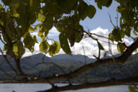 A tree branch is shown with a view of mountains in the background Stock Photos