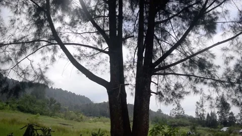 Tree branch silhouette in the forest Stock Footage 149826175