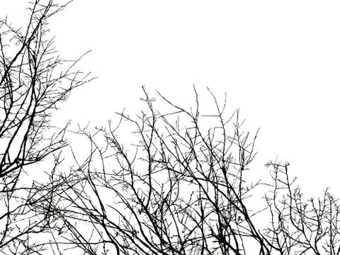 Tree branch silhouette 스톡 일러스트