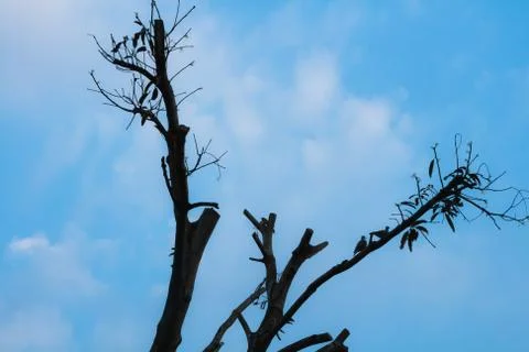 Tree branch  silhouette Stock Photos