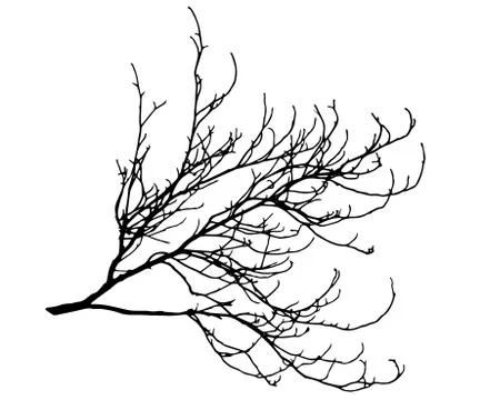 Tree branch silhouette vector. The branch of the chestnut. Illustrazione stock