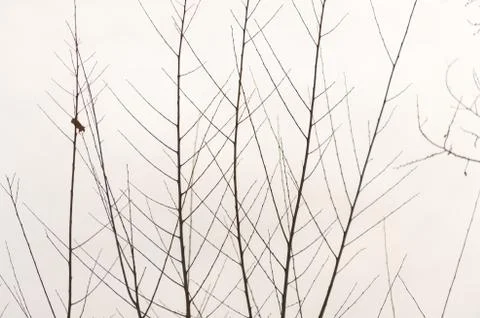 Tree branch silhouette on a white background Stock Photos