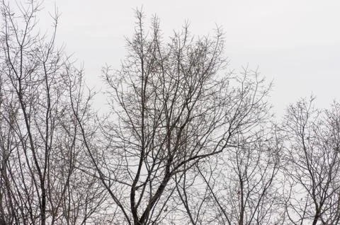 Tree branch silhouette on a white background Stock Photos