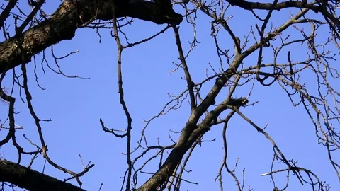 Tree branch silhouette without leaves with blue sky background Video stock 82387467