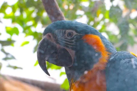 On a tree branch sits a beautiful colored parrot. 스톡 사진