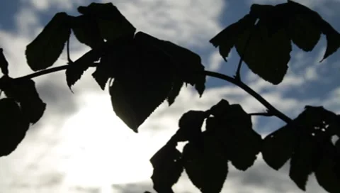 Tree branch on sky background Stock Footage 8650138