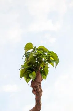Tree branch with sky in the background Stock Photos