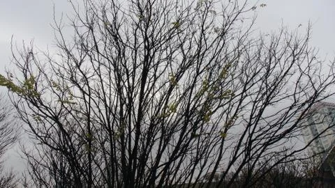 Tree branch sky cloud Stock Photos