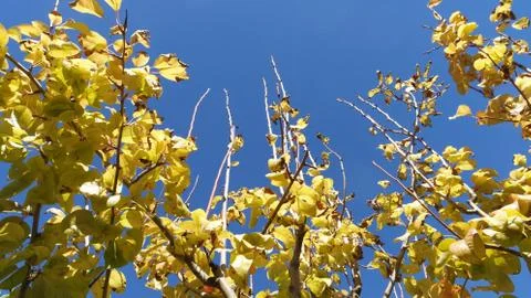 Tree branch sky Stock Photos