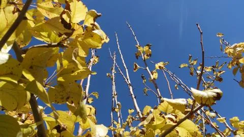 Tree branch sky Stock Photos