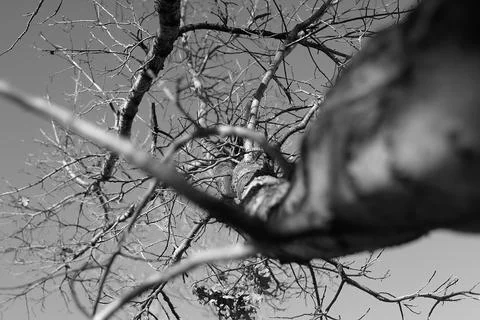 Tree Branch To The Sky Stock Photos