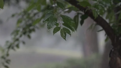 Tree Branch Slow Motion Rain Stock Footage 157243151