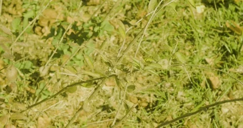 Tree Branch with Small Green Leaves In Front of Grass Stock Footage 321794043