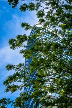 Tree branch with small leaves in front of a skyscraper with nice blue sky in  Stock Photos