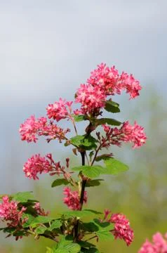 Tree branch with small pink flowers in fulda, hessen, germany Stock Photos