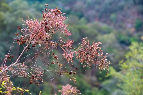 Tree branch with small red leafs and raindrops on blurred background Foto stock