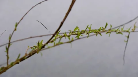 Tree branch with small young leaves. Stock Footage 184611069