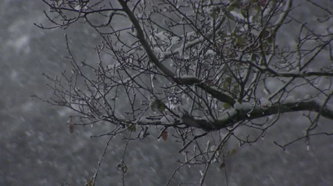 Tree branch in the snow Stock Footage 1107171