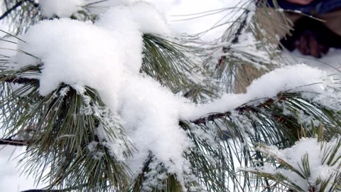 Tree branch snow Stock Footage 260071162