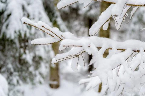 Tree branch in snow Stock Photos
