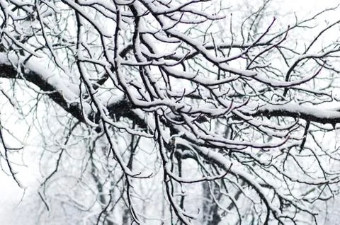 Tree branch in the snow Stock Photos