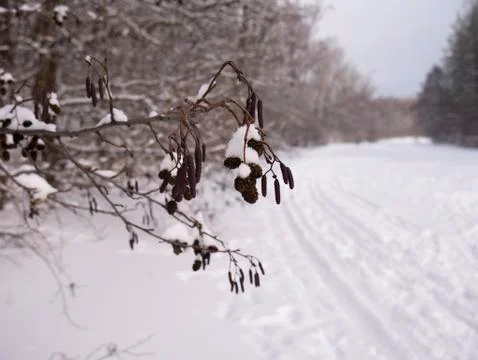 Tree branch in the snow Foto stock