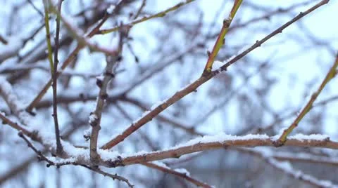 Tree branch in a snowy day 库存影片 21735933