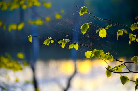 Tree branch with spider web close up Stock Photos