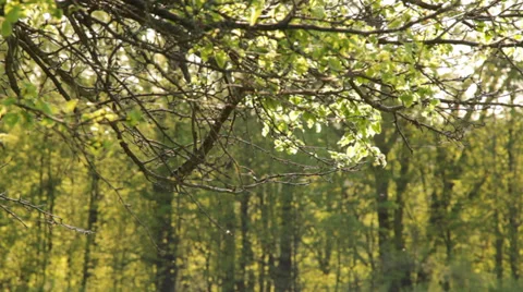 The tree branch with spider's web Stock Footage 32791891