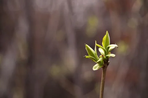 Tree branch with spring bud isolated on natural background Stock Photos