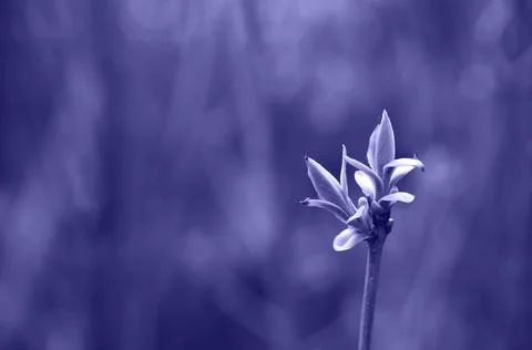 Tree branch with spring bud isolated on natural background. photo toned in th Foto stock