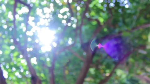 Tree branch with spring buds and young leaves Stock Footage 44121469