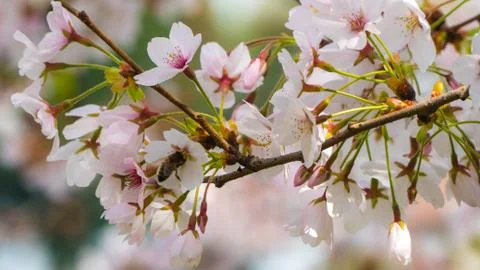Tree branch in Spring with flowers Stock Photos