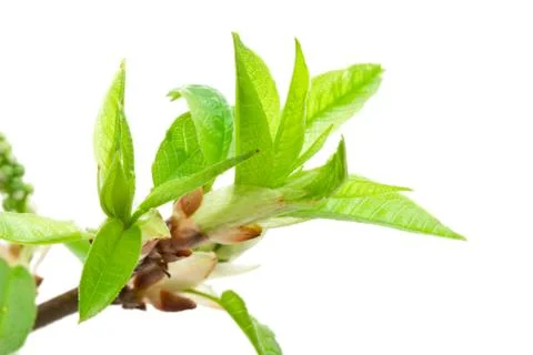 Tree branch in spring Stock Photos