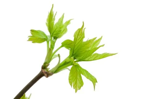 Tree branch in spring Stock Photos
