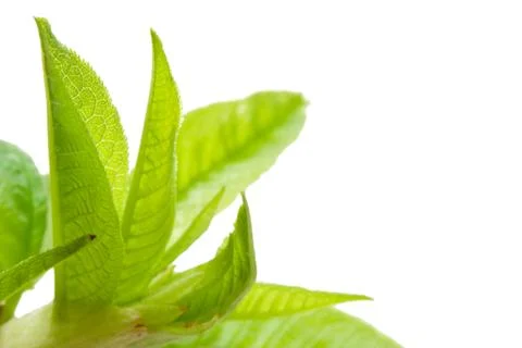 Tree branch in spring Stock Photos