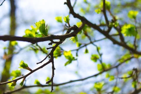 Tree branch in spring Stock Photos