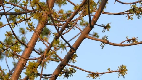 Tree Branch In The Spring WIth Warm Light Stock Footage 88713249