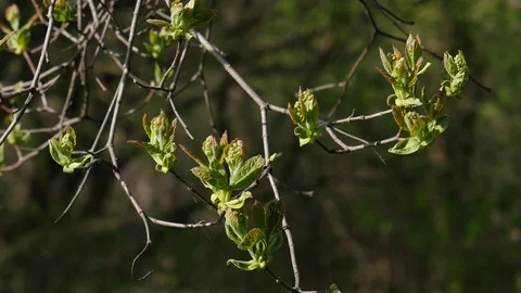 Tree branch starting with new leafs at early spring. Stock Footage 107192688
