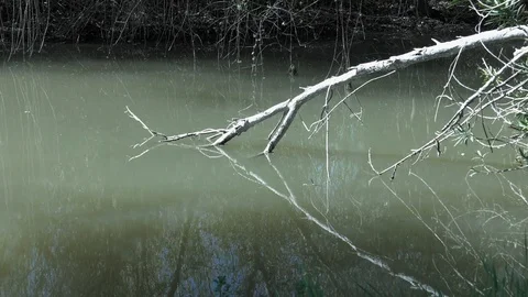 Tree branch in steam with reflection - 4K looped background Stock Footage 106105384