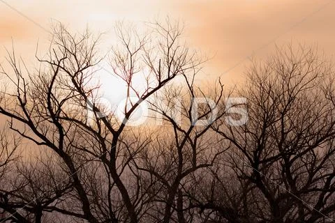 Tree Branch Stormy Sky Silhouette Stock Photos