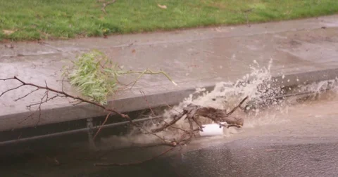 Tree Branch Stuck in Storm Drain During Flood Stock Footage 79429120