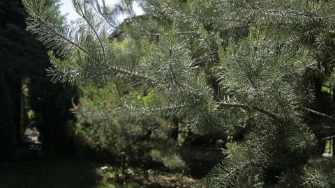 Tree branch in the sun Stock-Footage 108449972