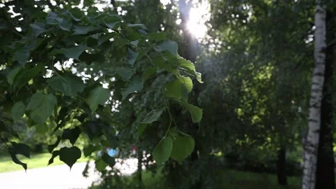 Tree branch in the sun 库存影片 196925178