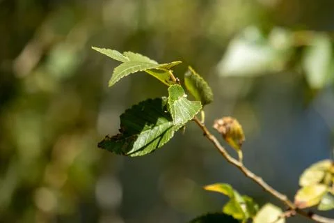A tree branch in the sun Stock Photos