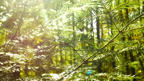 Tree branch sun rays pine nature Stock Footage 119827673