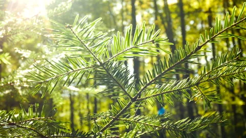 Tree branch sun rays pine nature Vídeos de archivo 119829570