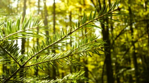 Tree branch sun rays pine nature Video stock 119830129