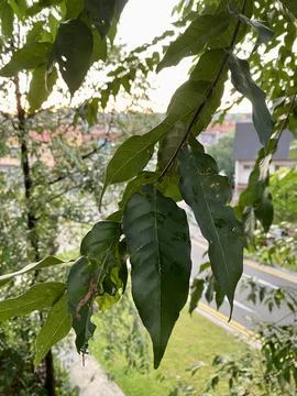 Tree branch  with sunset background Stock Photos