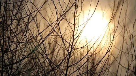 Tree branch in sunset background:4k Stock Footage 50409727
